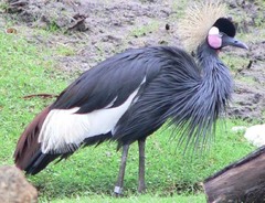 Black Crowned-Crane